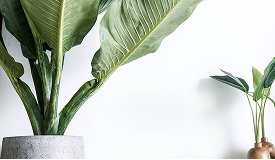 feature post