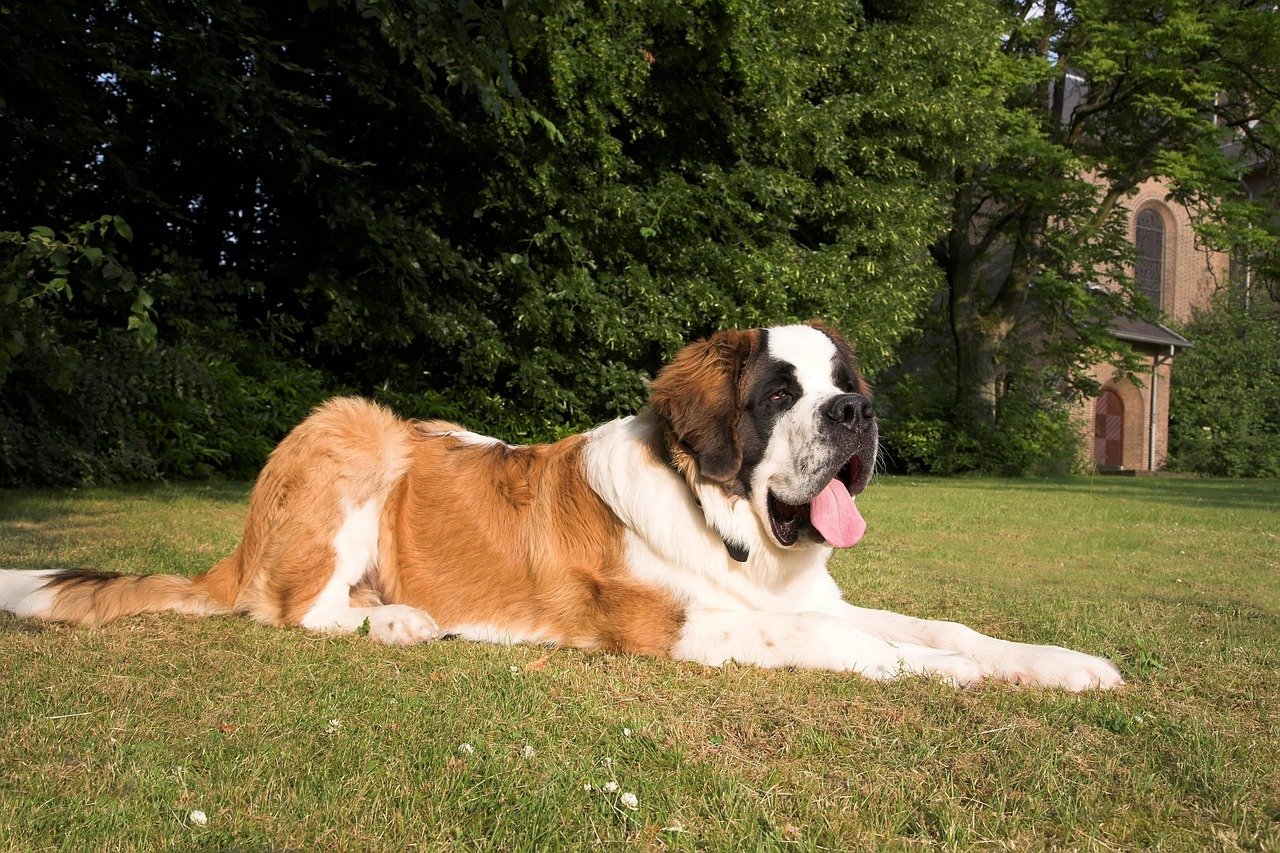 Beethoven - Saint Bernard