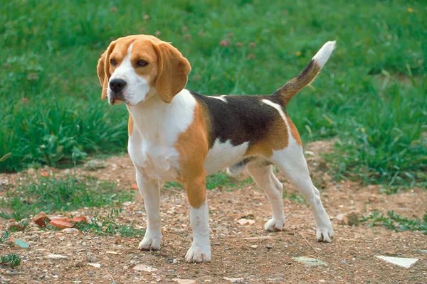 Snoopy - Beagle