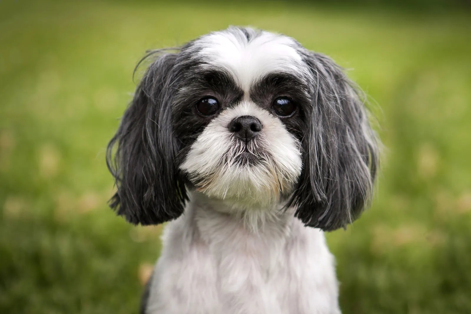 Lily - Shih Tzu