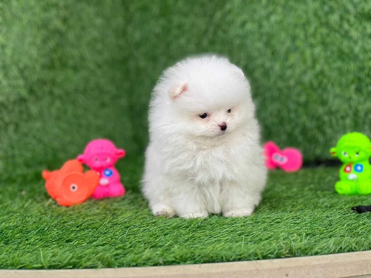 Snowball - Pomeranian